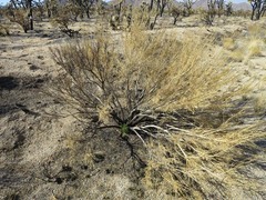 Ericameria paniculata