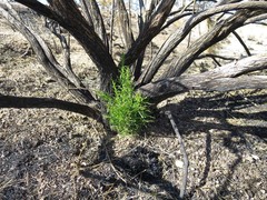 Ericameria paniculata