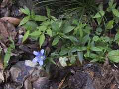 Gentiana scabra buergeri