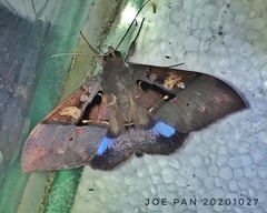 Ischyja inferna
