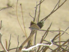Hesperopsis libya