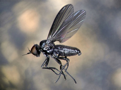 Opetia nigra
