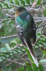 Apaloderma narina