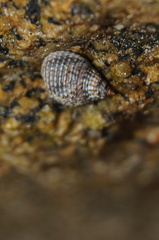 Echinolittorina