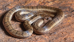 Oligodon taeniolatus