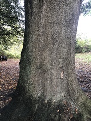 Quercus ilex