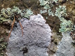 Pertusaria corallina