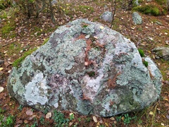 Pertusaria corallina