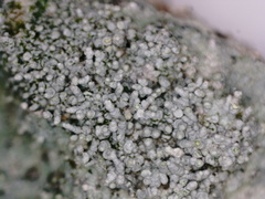 Pertusaria corallina