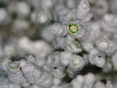 Pertusaria corallina