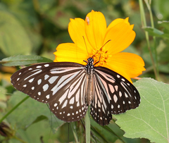 Parantica aglea aglea