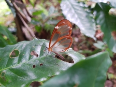 Greta morgane morgane