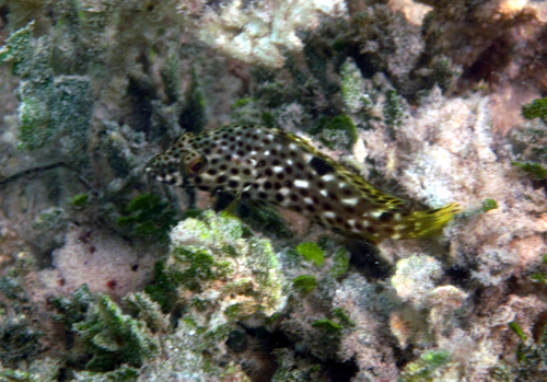 Rock Hind
