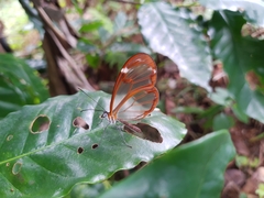 Greta morgane morgane