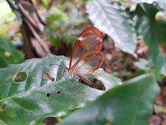 Greta morgane morgane