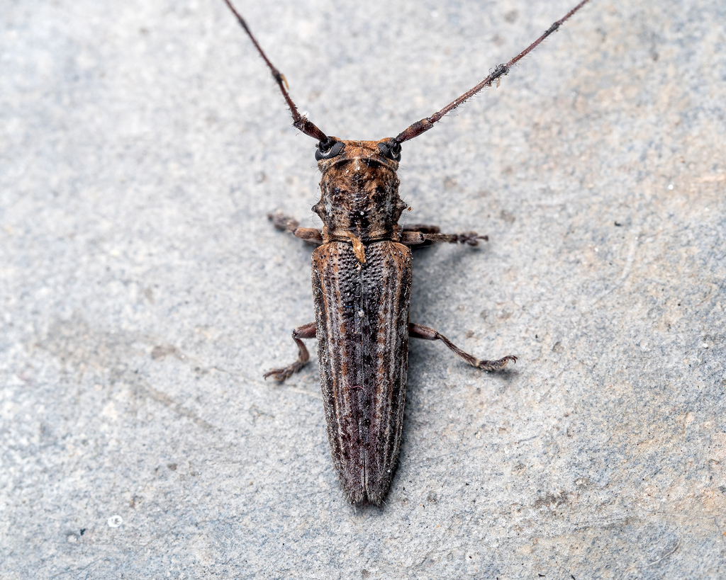 Coam Insect Coomanum singulare from Kuala Lumpur, Malaysia on October 13, 2020 at ...