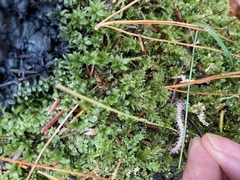 Pseudopolydesmus canadensis