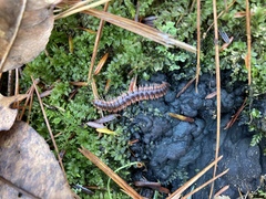 Pseudopolydesmus canadensis
