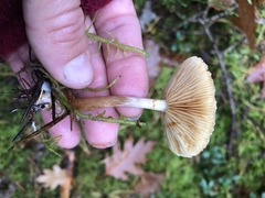 Galerina sideroides