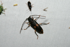 Tylonotus bimaculatus