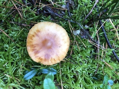 Galerina sideroides