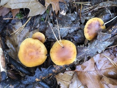 Galerina sideroides