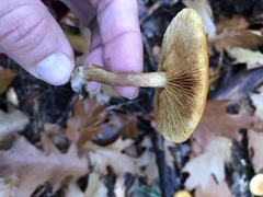 Galerina sideroides