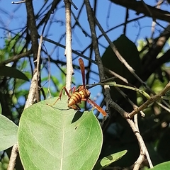 Polistes carnifex