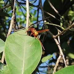 Polistes carnifex