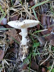 Amanita echinocephala