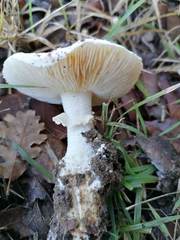 Amanita echinocephala