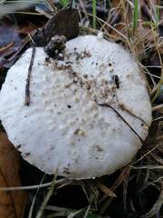 Amanita echinocephala