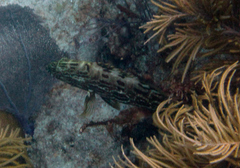 Mycteroperca bonaci