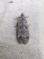 Anacampsis innocuella