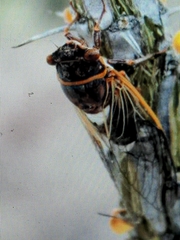 Diceroprocta cinctifera