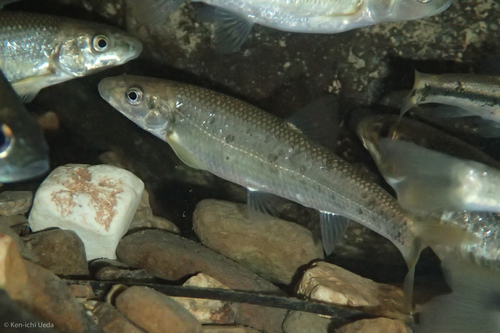 Campostoma oligolepis