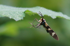 Phoenicoprocta hampsonii