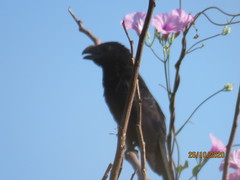 Crotophaga sulcirostris