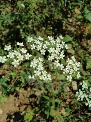 Saposhnikovia divaricata
