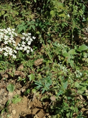 Saposhnikovia divaricata