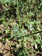 Saposhnikovia divaricata