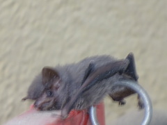 Balantiopteryx plicata