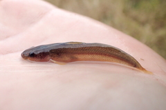 Noturus leptacanthus