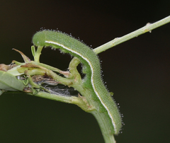 Eurema hecabe hecabe