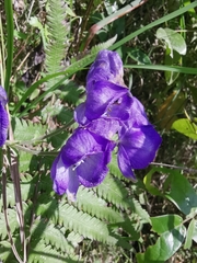 Aconitum carmichaelii