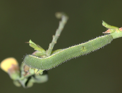 Eurema hecabe hecabe
