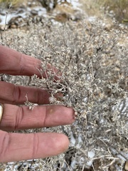 Tidestromia suffruticosa