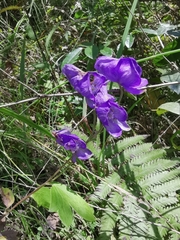 Aconitum carmichaelii