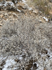 Tidestromia suffruticosa