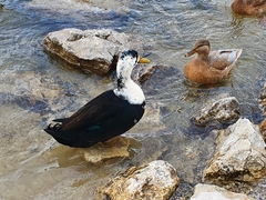 Anas platyrhynchos domesticus